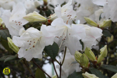IMG-3831
