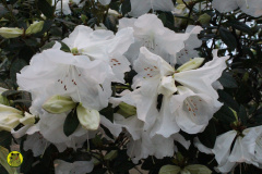 IMG-3832
