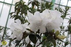 IMG-3833