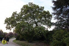 IMG-3864