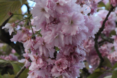 IMG-3865