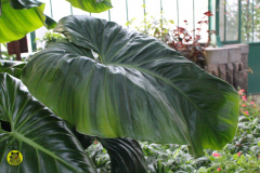 IMG-3902