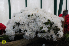 IMG-3915