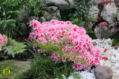 IMG-3917