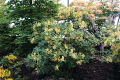 IMG-3921