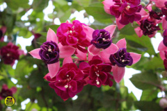 IMG-3926