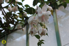 IMG-3930