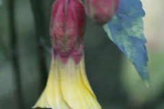IMG-3934