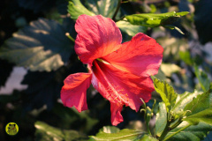 IMG-3942