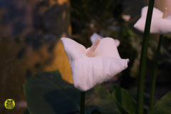 IMG-3943