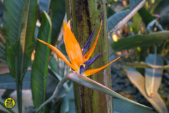 IMG-3944