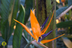 IMG-3946
