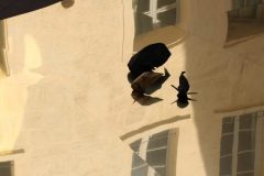 1064978_493439774145285_500377130146432218_o_493439774145285