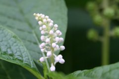 Jardin des Plantes I
