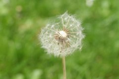 IMG_4728
