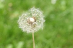 IMG_4730