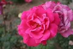 IMG_4747