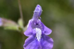 IMG_4756