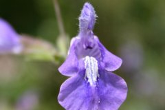 IMG_4757