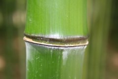 IMG_4763