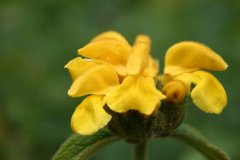 IMG_4764
