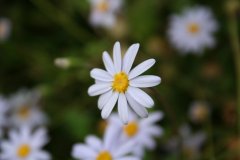 IMG_4768