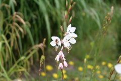 IMG_4770