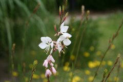 IMG_4771