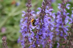 IMG_4776