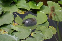 IMG_4778