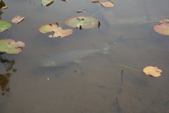 IMG_4785