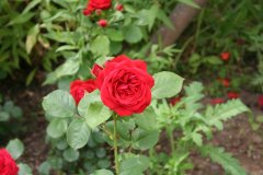 IMG_4786