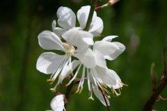 IMG_4794