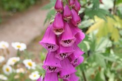 IMG_4795