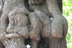 IMG_4810