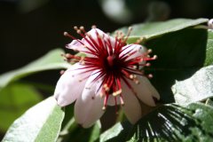 Jardin des Plantes II