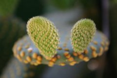 IMG_4910