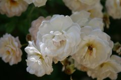IMG_4919