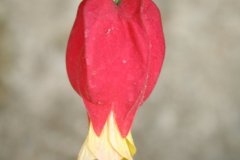 IMG_4920