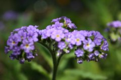 IMG_4927