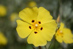 IMG_4928