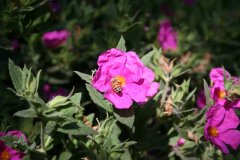 IMG_4930