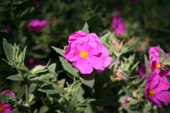 IMG_4931