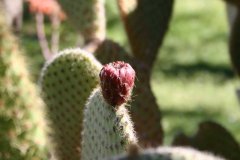 IMG_4944