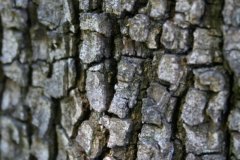 IMG_4979