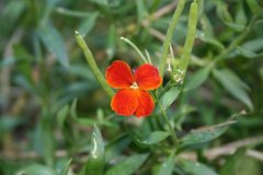 IMG_4987