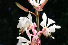 IMG_5006