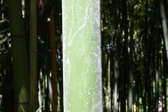 IMG_5008