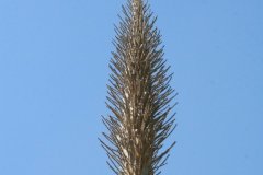 IMG_5010