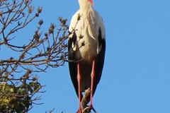 IMG-1986-001